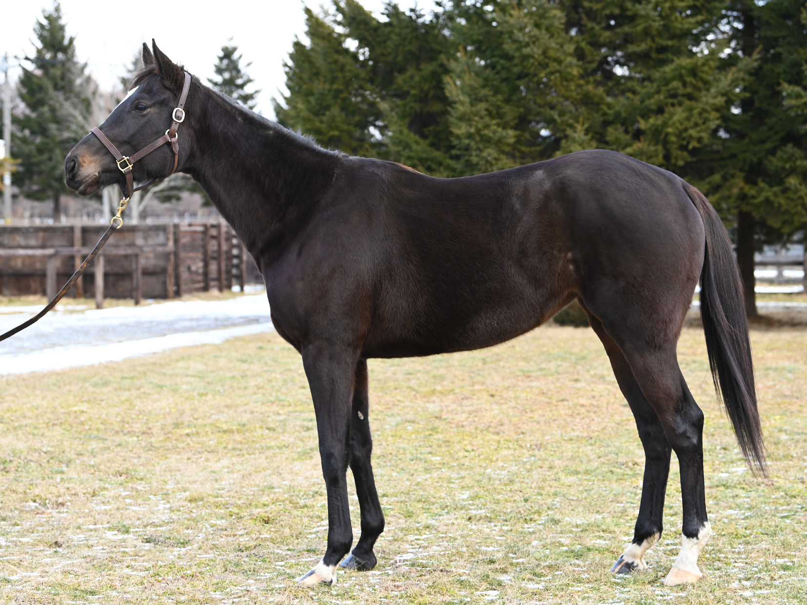 No.206 トラスティソード